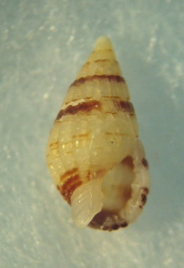 Famiglia Nassaridae